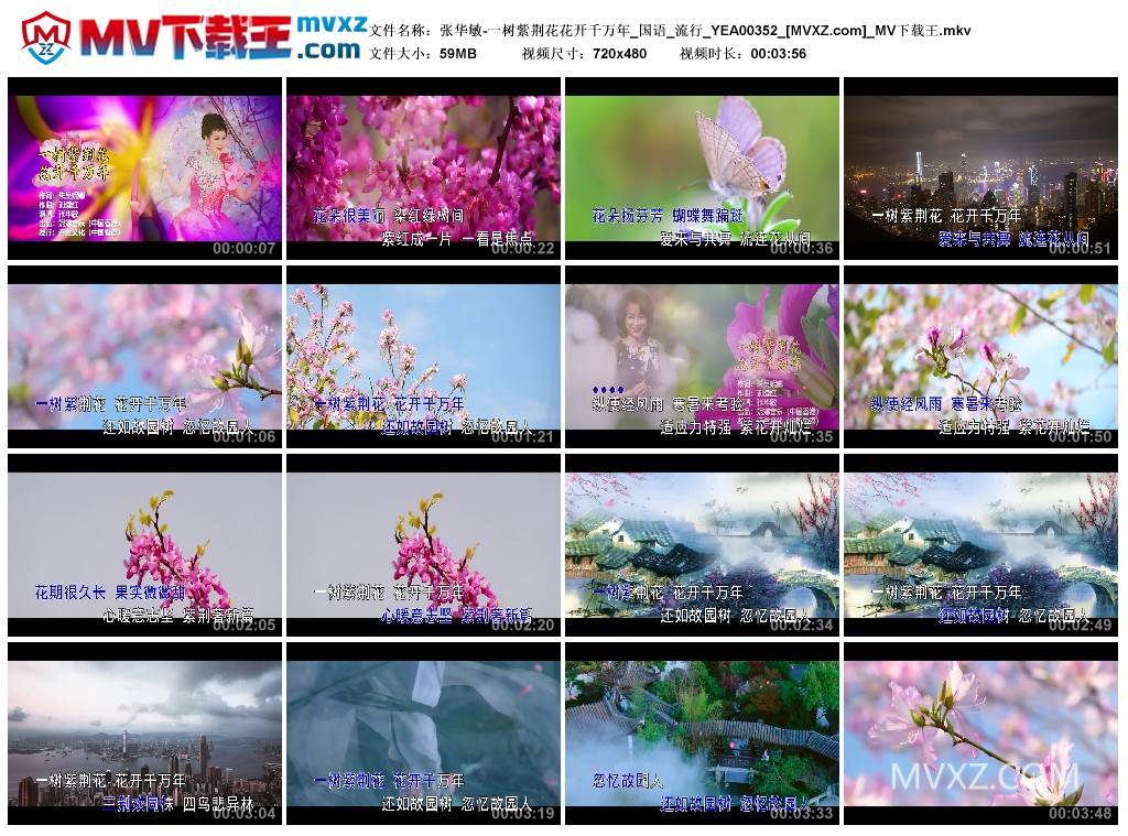张华敏-一树紫荆花花开千万年_国语_流行_YEA00352